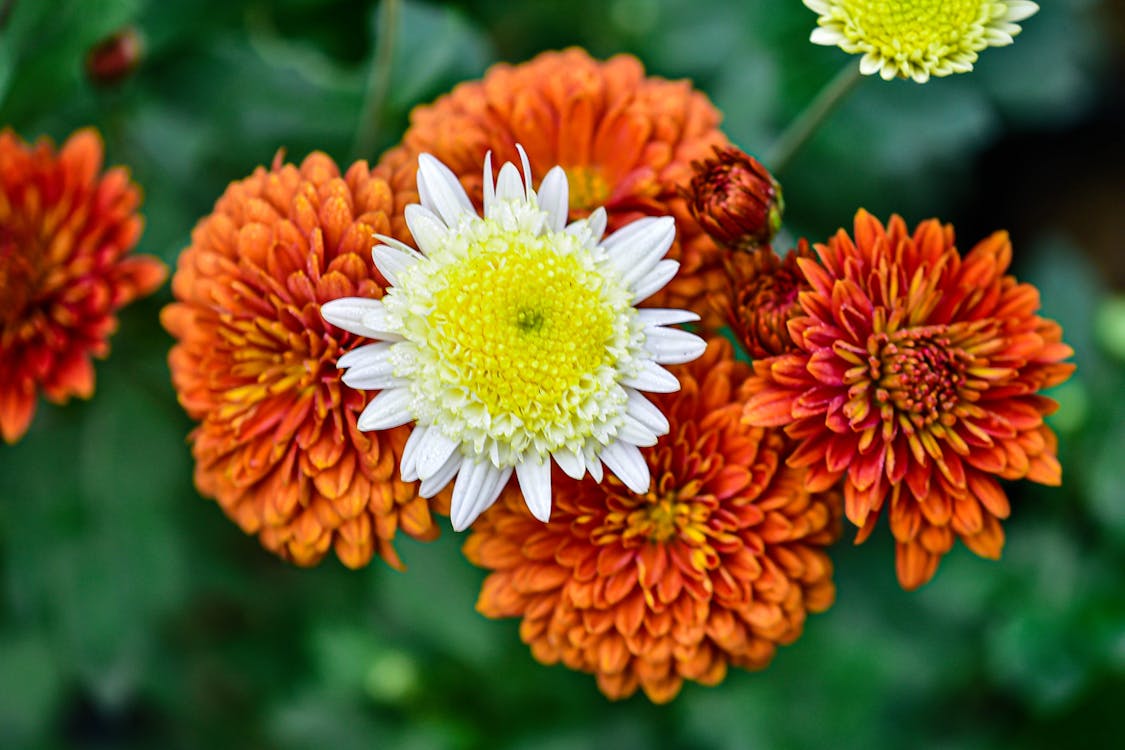 Chrysanthemum Flower in Bloom