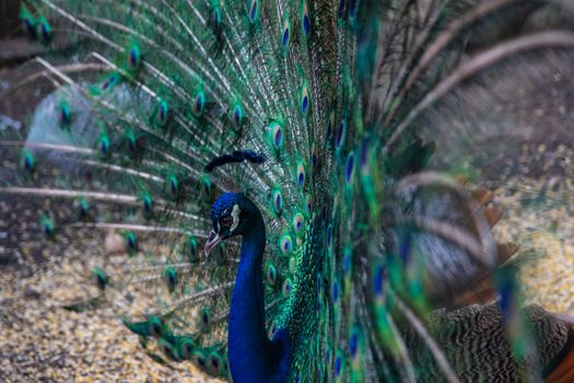 peacock photo