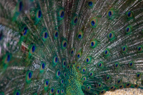 Free Patterns on the Peacock Feathers Stock Photo