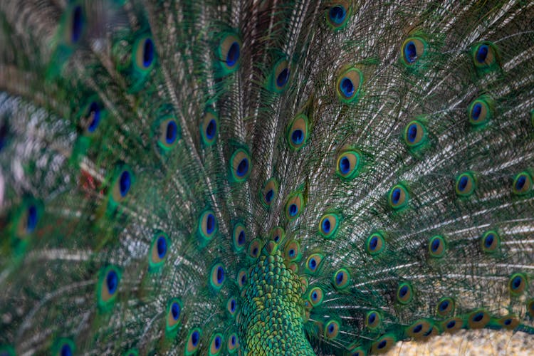 Patterns On The Peacock Feathers