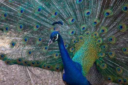 peacock photo