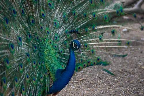 Free A Peacock Standing on the Ground Stock Photo