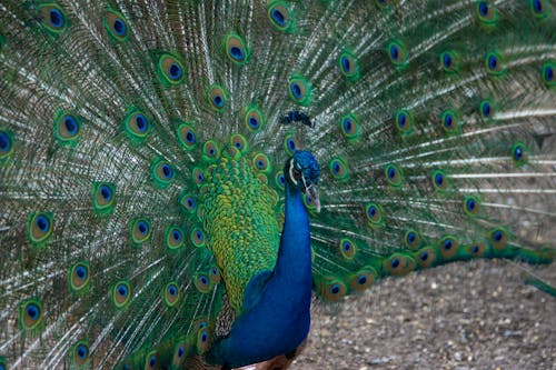 Free A Peacock on the Dirt Ground Stock Photo