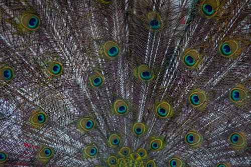 Free Round Patterns in Peacock's Feather Stock Photo
