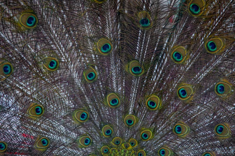 Round Patterns In Peacock's Feather