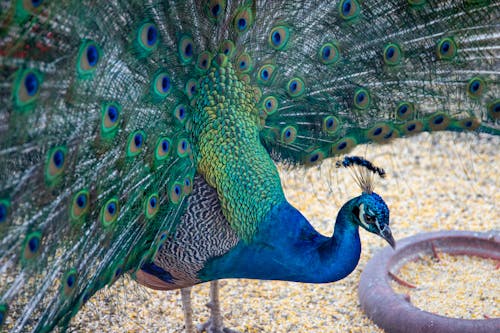 A Peacock Eating Corn