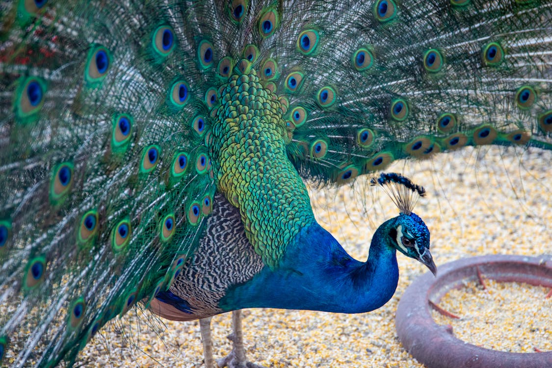 A Peacock Eating Corn