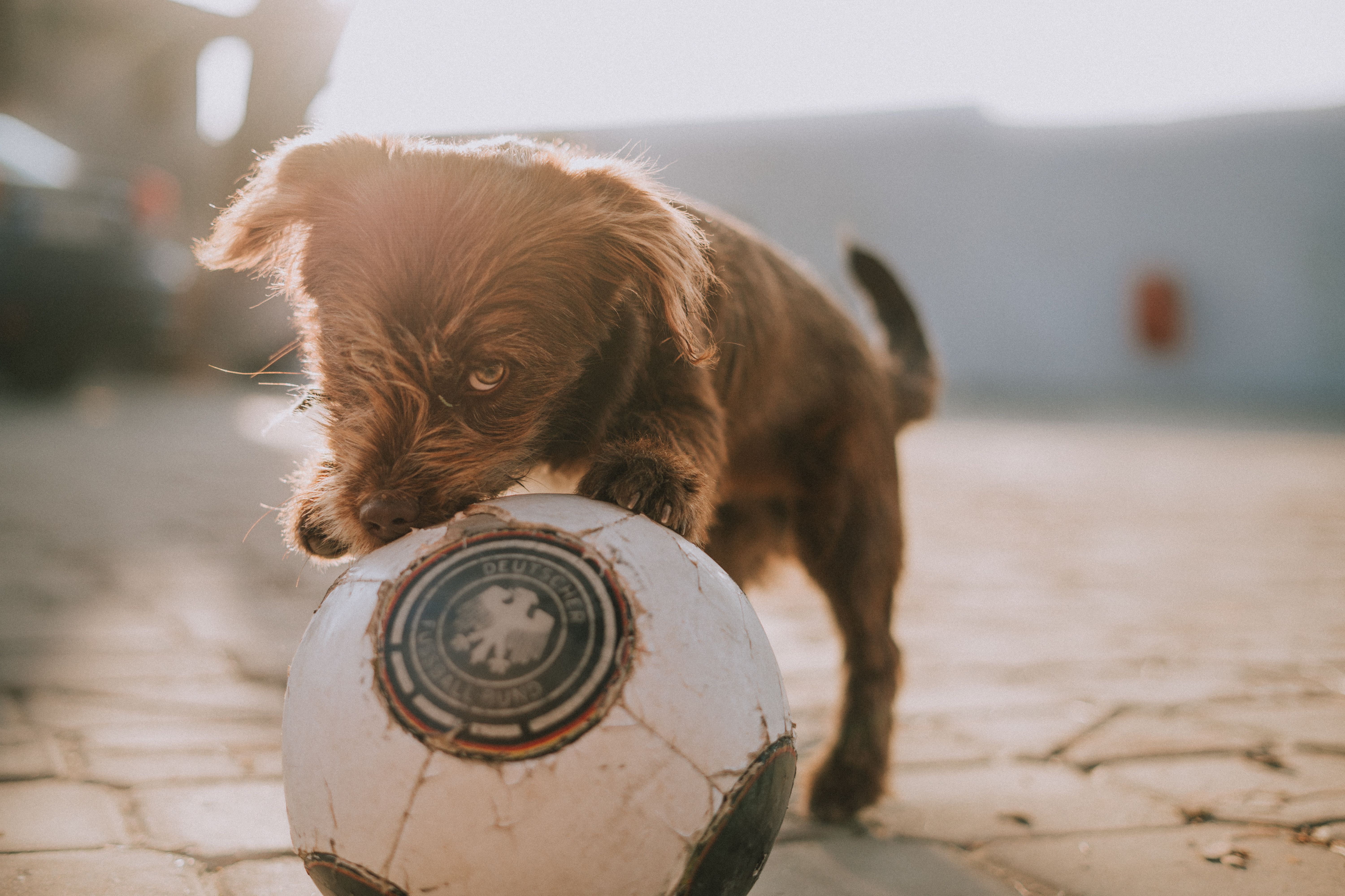 サッカーボールをする茶色の長いコートの犬 無料の写真素材 サッカーボールをする茶色の長いコートの犬 無料の写真素材