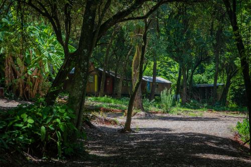 Free Tranquil scene of rustic cabins nestled in a lush green forest with a dirt pathway. Stock Photo