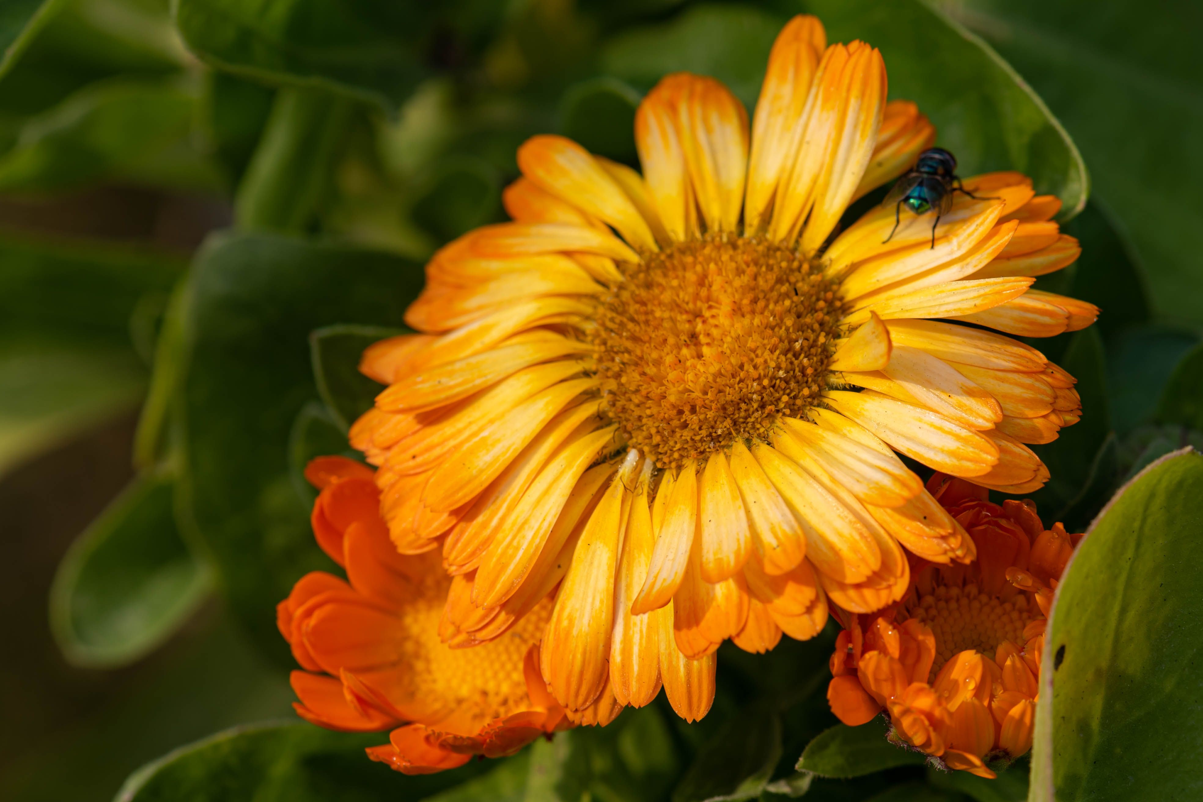 Vivid close-up of yellow and orange flower with a green insect perched on its petals.