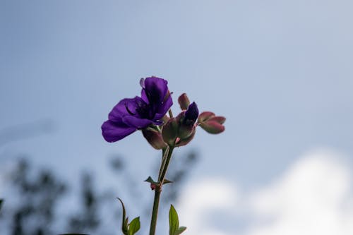 A Purple Flower Blooming Beside a Flower Bud