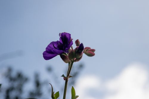 Free Close-up of a purple flower in bloom with a clear blue sky backdrop. Stock Photo