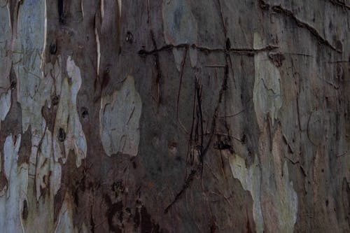 Rough Texture of a Tree Trunk