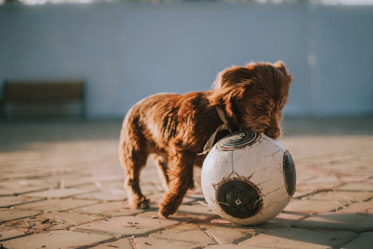 A Cute Brown Dog Playing A Ball On The Street