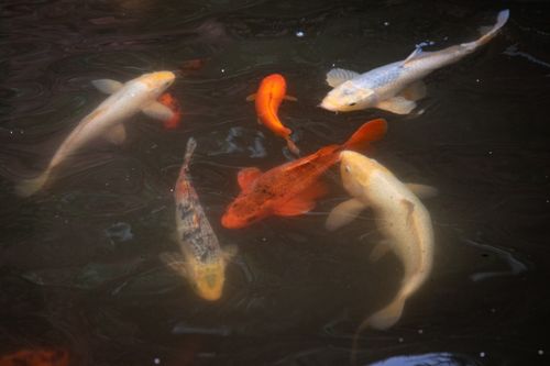 Free Vibrant koi fish swim gracefully in a tranquil pond, showcasing nature's beauty. Stock Photo