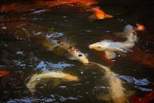 水生動物, 海洋動物, 淡水魚 的 免費圖庫相片