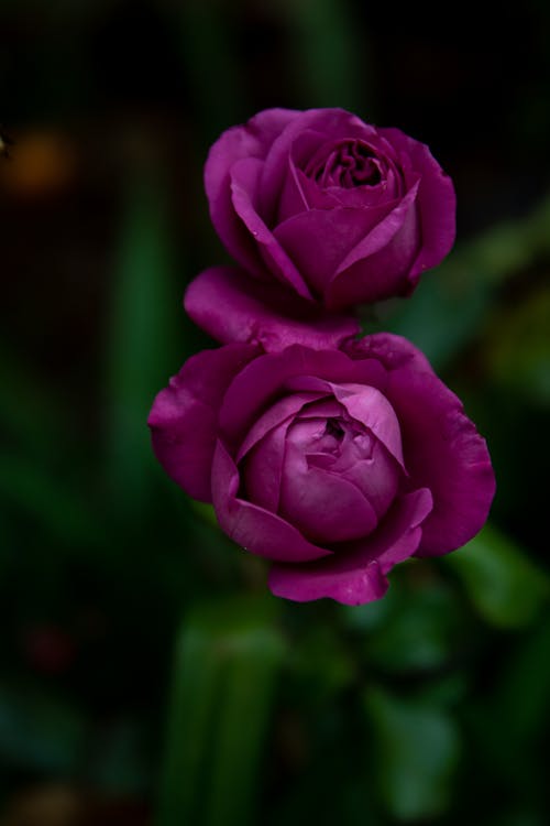 Close-up of Beautiful Purple Roses