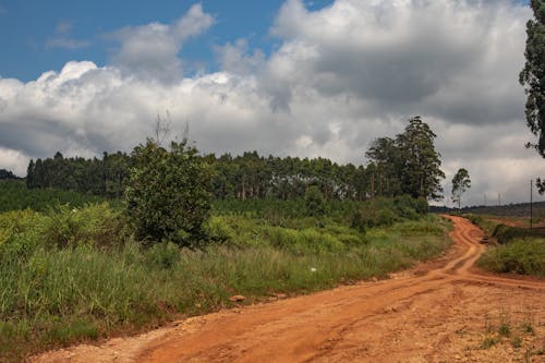 A Dirt Road Near the Green Grass Field with Trees Under The Blue Sky and White Clouds