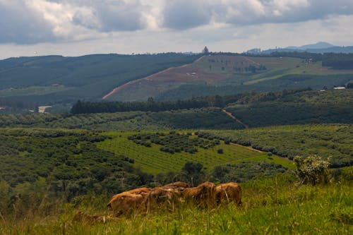 A Herd of Cows on Green Grass Field