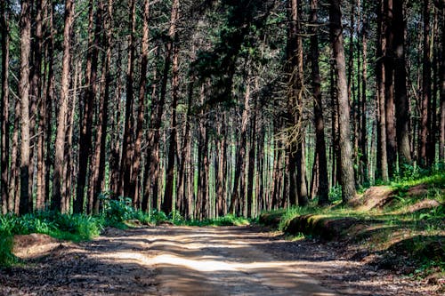 Безкоштовне стокове фото на тему «ґрунтова дорога, дерева, зростання» стокове фото