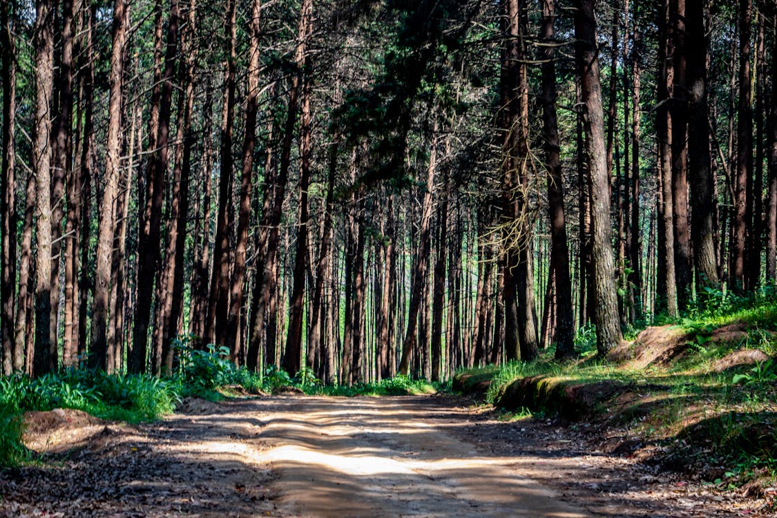 A Dirt Road Between Trees in the Forest