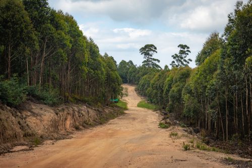 Free Dirt road surrounded by tall green trees under a blue sky with white clouds. Stock Photo