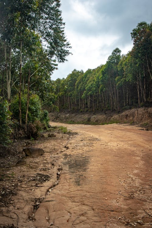 Fotos de stock gratuitas de árboles verdes, bosque, camino de tierra