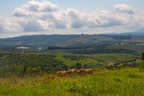 A Herd of Cows on Green Grass Field