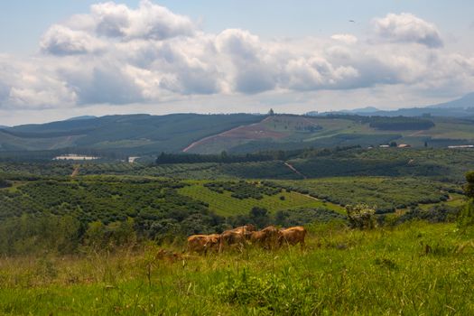 Lush green landscape with a herd of cows grazing under a cloudy sky with distant hills.