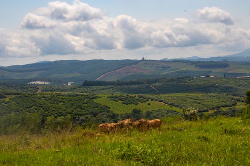 Free Lush green landscape with a herd of cows grazing under a cloudy sky with distant hills. Stock Photo