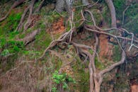 Green Moss on Brown Tree Roots