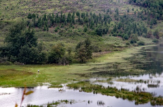 A tranquil scene of a lush forest and reflective lake, perfect for nature enthusiasts.