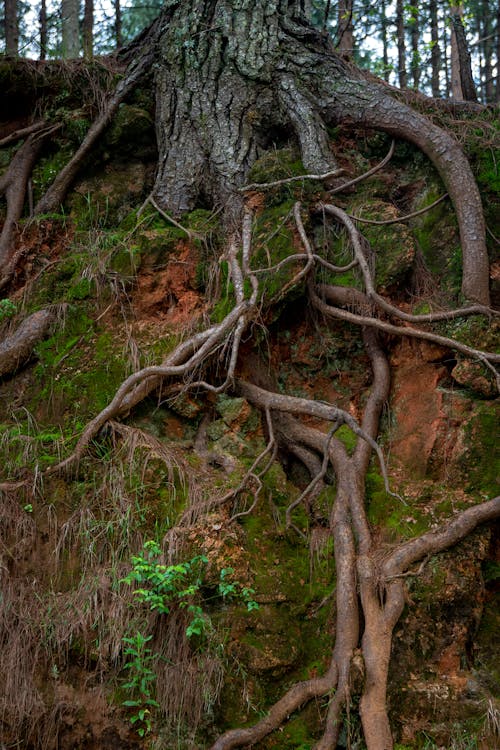 Free Exposed Roots of a Tree Stock Photo