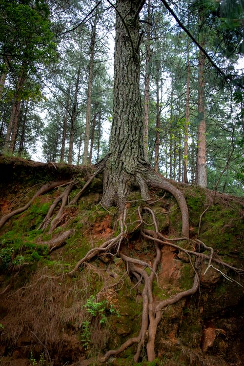 Roots of a Tree in the Forest · Free Stock Photo