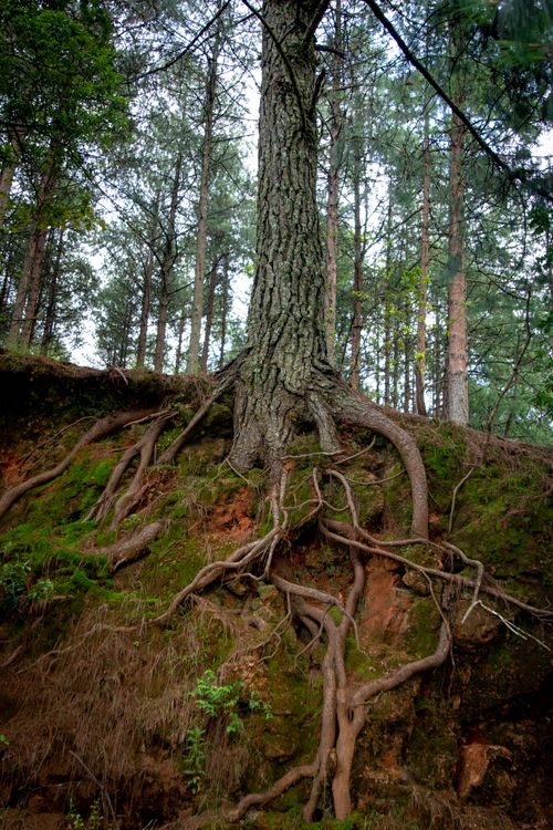 Free A striking pine tree with exposed roots in a serene, lush forest setting. Stock Photo
