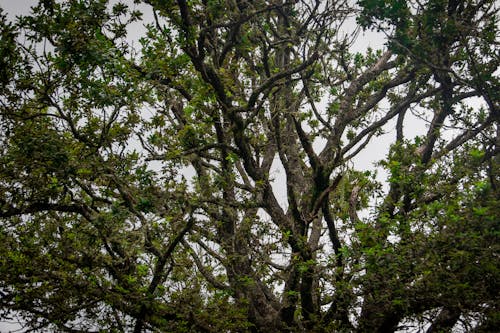 Foto profissional grátis de ao ar livre, árvore, filiais