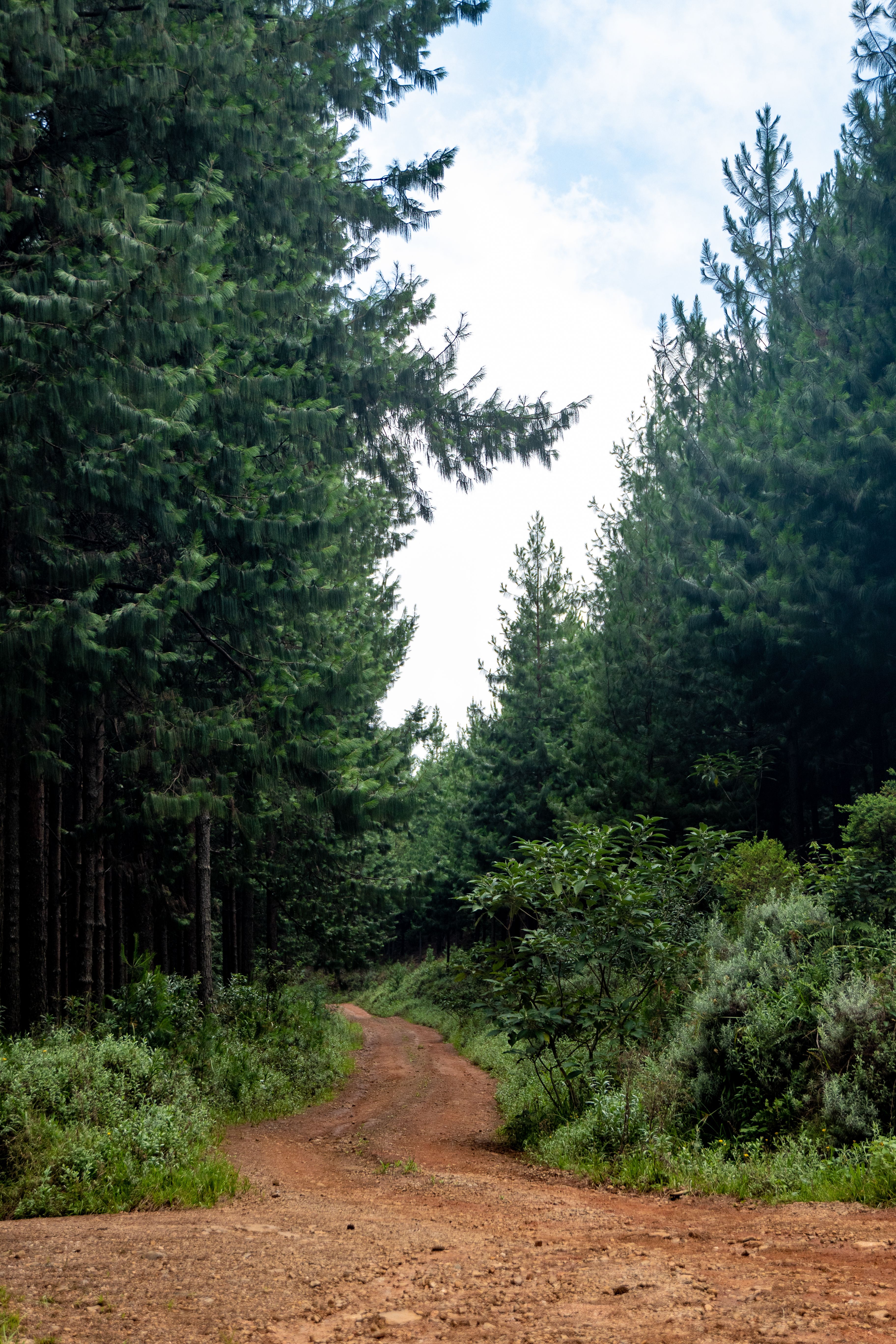 A tranquil unpaved pathway winding through a lush, green forest with tall trees.