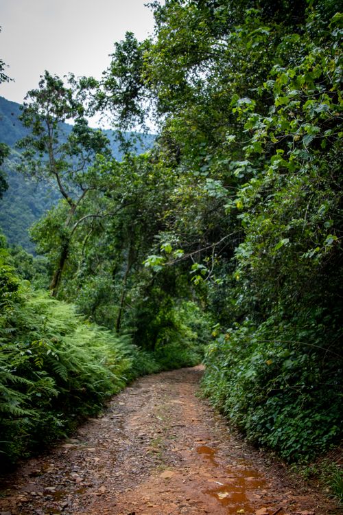 Free A serene dirt pathway winding through a lush summer forest, ideal for nature walks. Stock Photo
