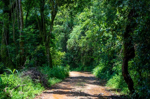 An Unpaved Pathway in the Forest