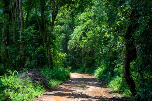 Free Explore a tranquil forest pathway surrounded by lush green foliage and sunlight. Stock Photo