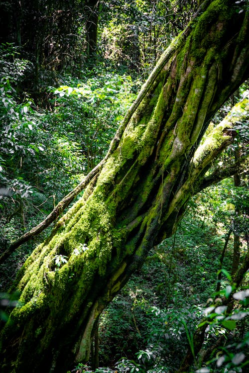 Free Green Moss on Tree Trunk Stock Photo