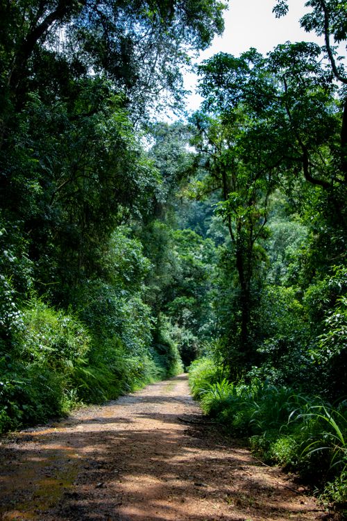 Free A serene forest walkway surrounded by lush green trees and plants. Stock Photo