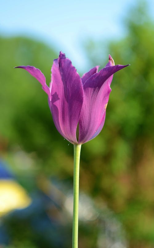 бесплатная Крупным планом фото фиолетового цветка с лепестками Стоковое фото
