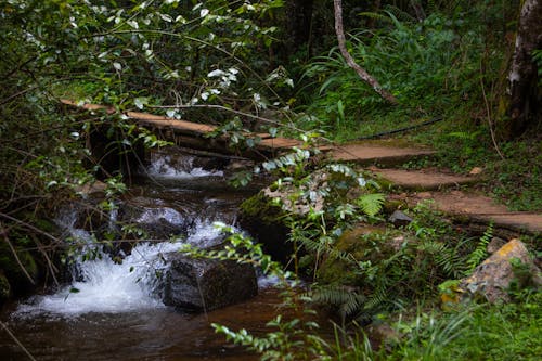 無料 ジャングル, 小川, 屋外の無料の写真素材 写真素材