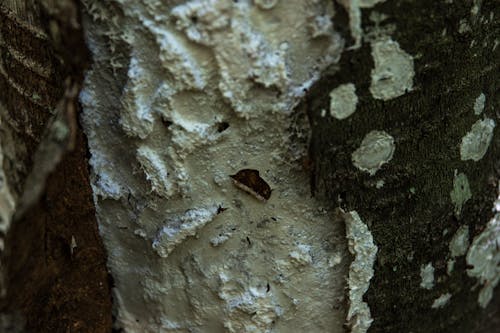 Texture of Bark on Tree Trunk