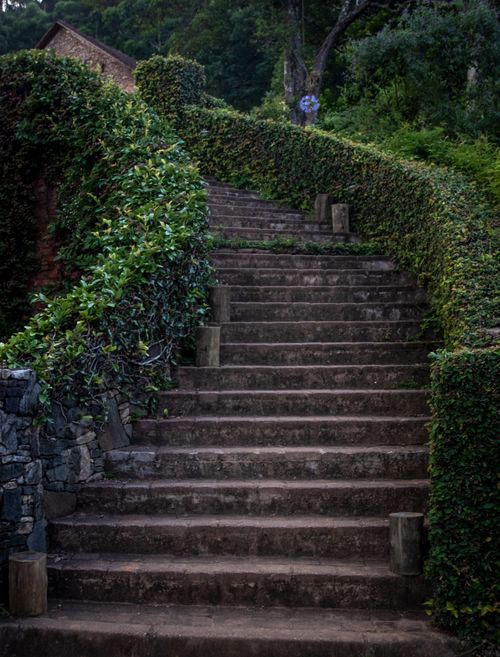 Free A stone staircase surrounded by dense greenery in an outdoor garden setting. Stock Photo