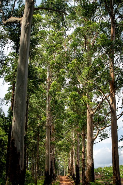 ağaçlar, arazi, çevre içeren Ücretsiz stok fotoğraf