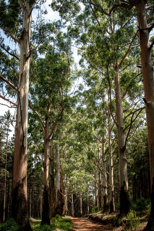 Free Serene forest walkway lined with towering trees, capturing the essence of nature's beauty and tranquility. Stock Photo