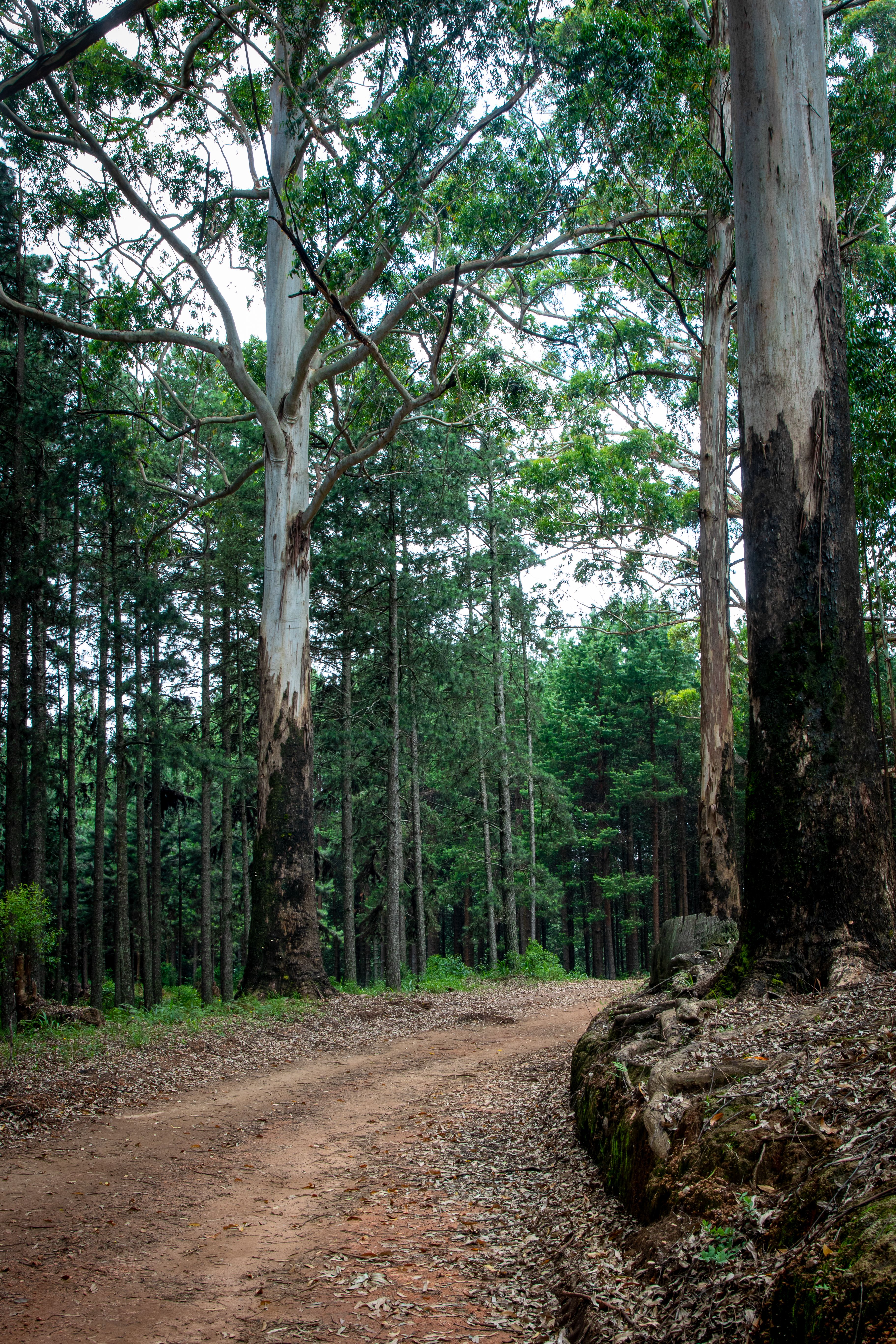 A tranquil unpaved road winds through a serene forest, surrounded by towering trees.