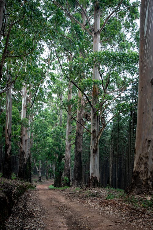 Foto d'estoc gratuïta de alt, arbres, bosc